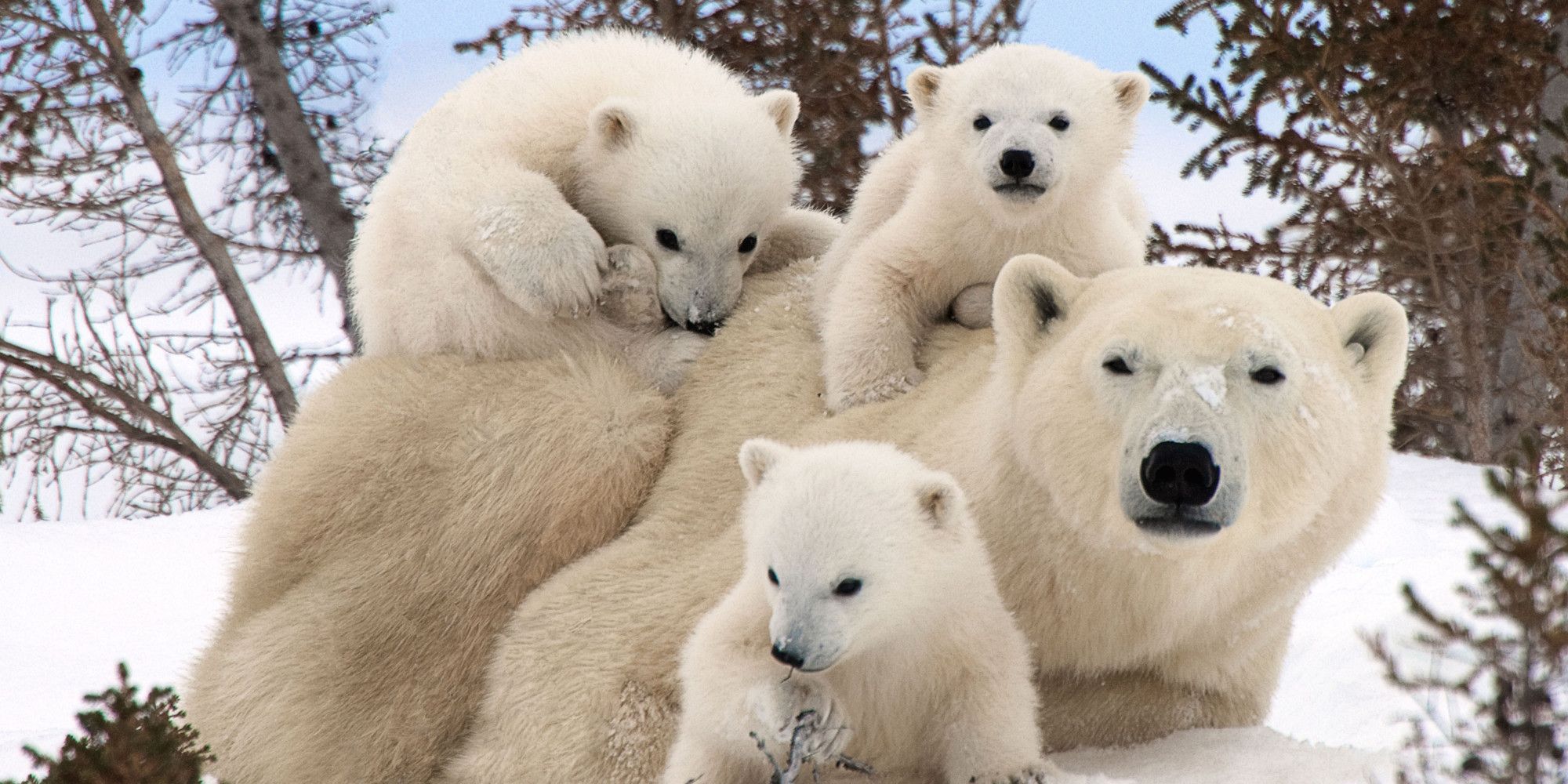 Polar Bear Family Wallpapers - Wallpaper Cave