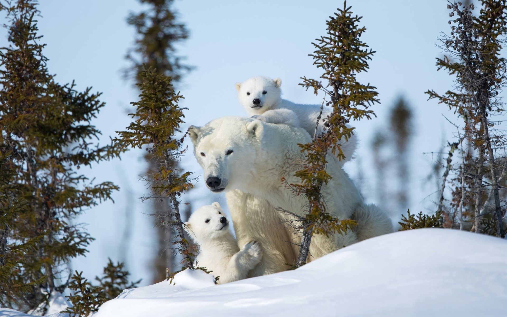 Wallpaper Polar bears, family, trees, snow 1920x1200 HD Picture, Image