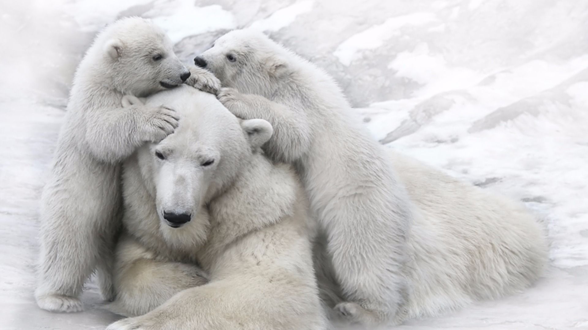 Polar Bear Family HD Wallpaper. Background Imagex1080