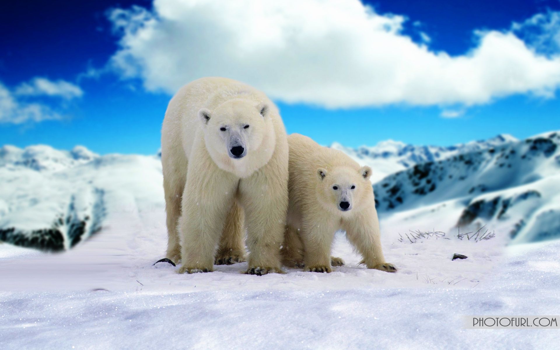 Polar Bear Family Wallpaper