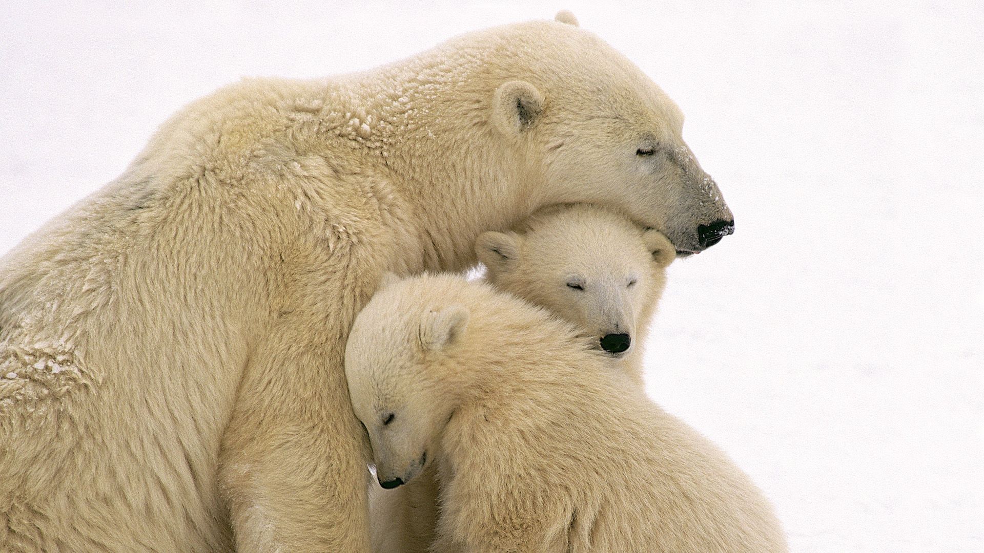 cute polar bears. Cute Polar Bear Family Wallpaper HD Wallpaper. High Resolution. Cute animals, Animals wild, Polar bear