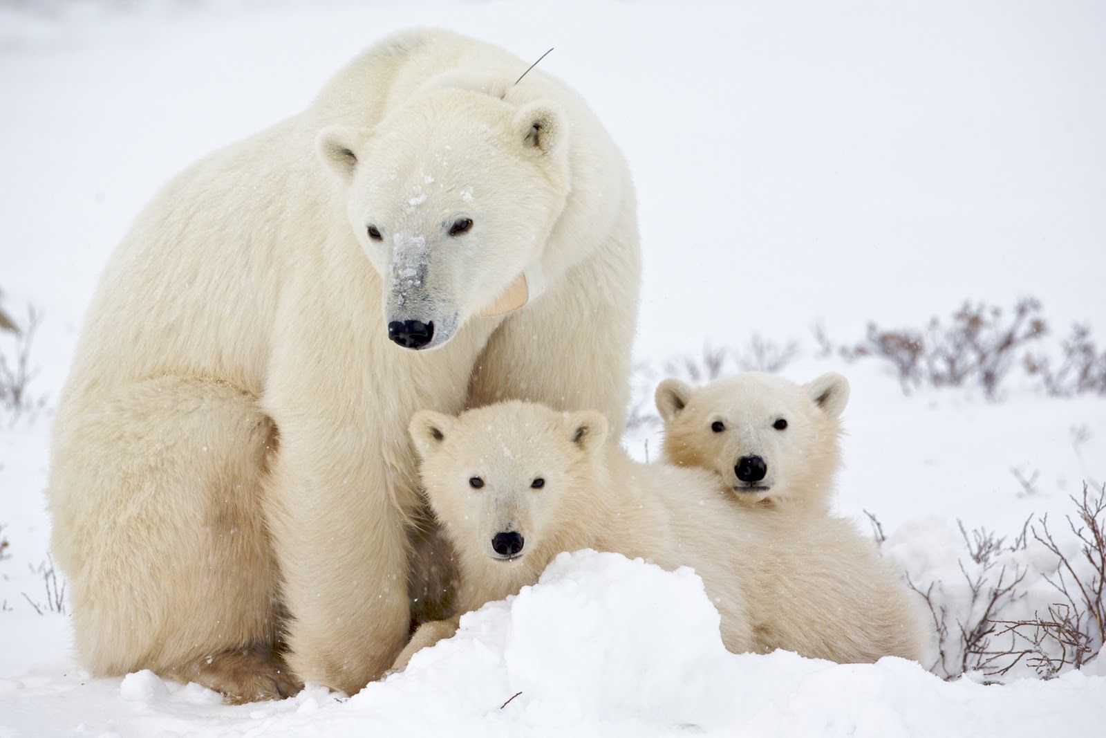 Polar Bear Family HD Desktop Wallpaper 18247