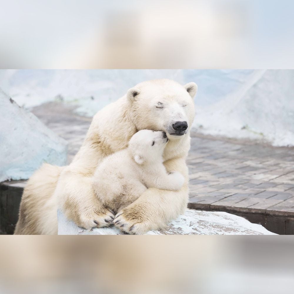 cute polar bear family