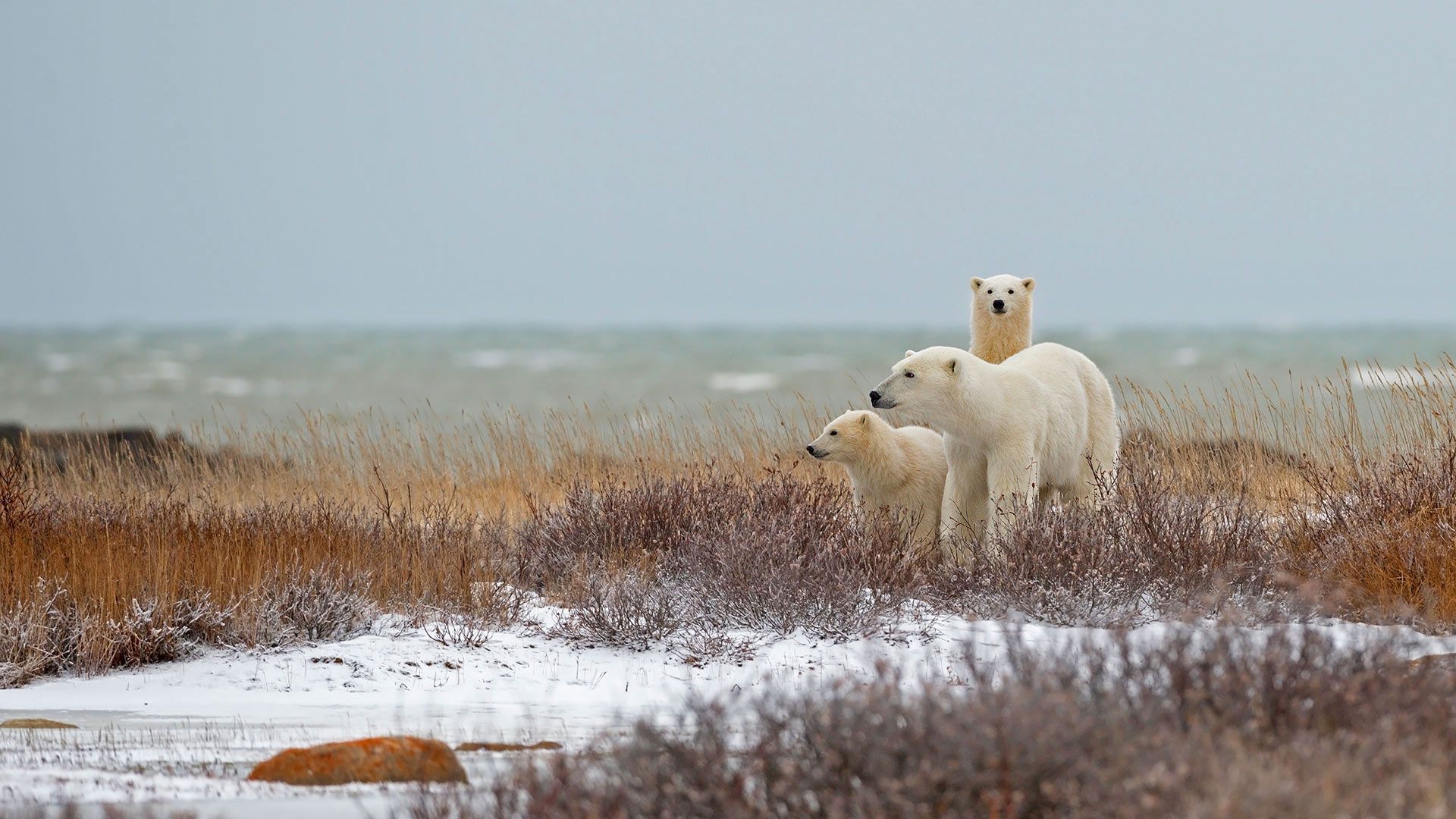 A polar bear family near the Hudson Bay in Churchill, Manitoba, Canada