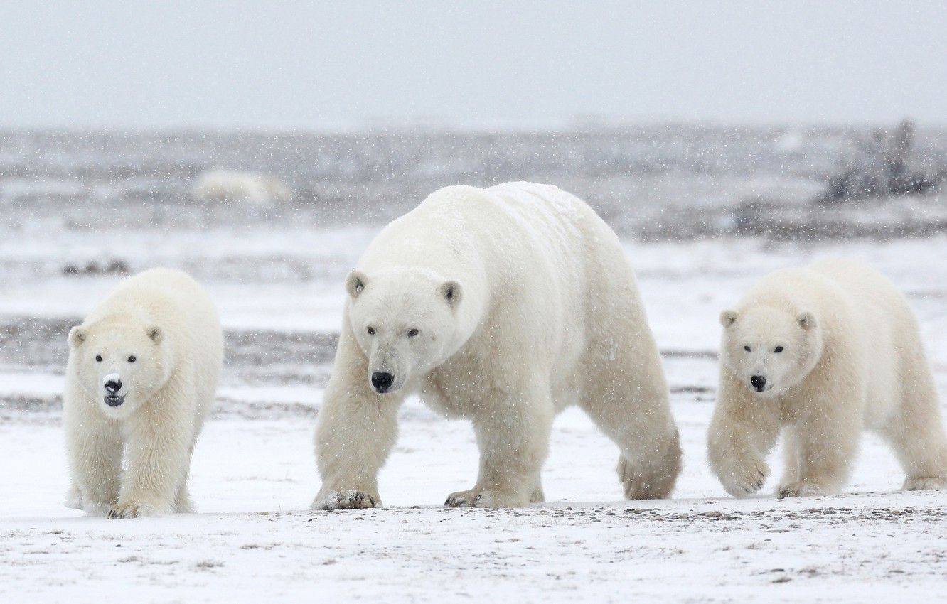 Wallpaper winter, white, the sky, snow, nature, bear, family, bears, three, white, bear, white, bears, polar bear, trio, snowfall image for desktop, section животные