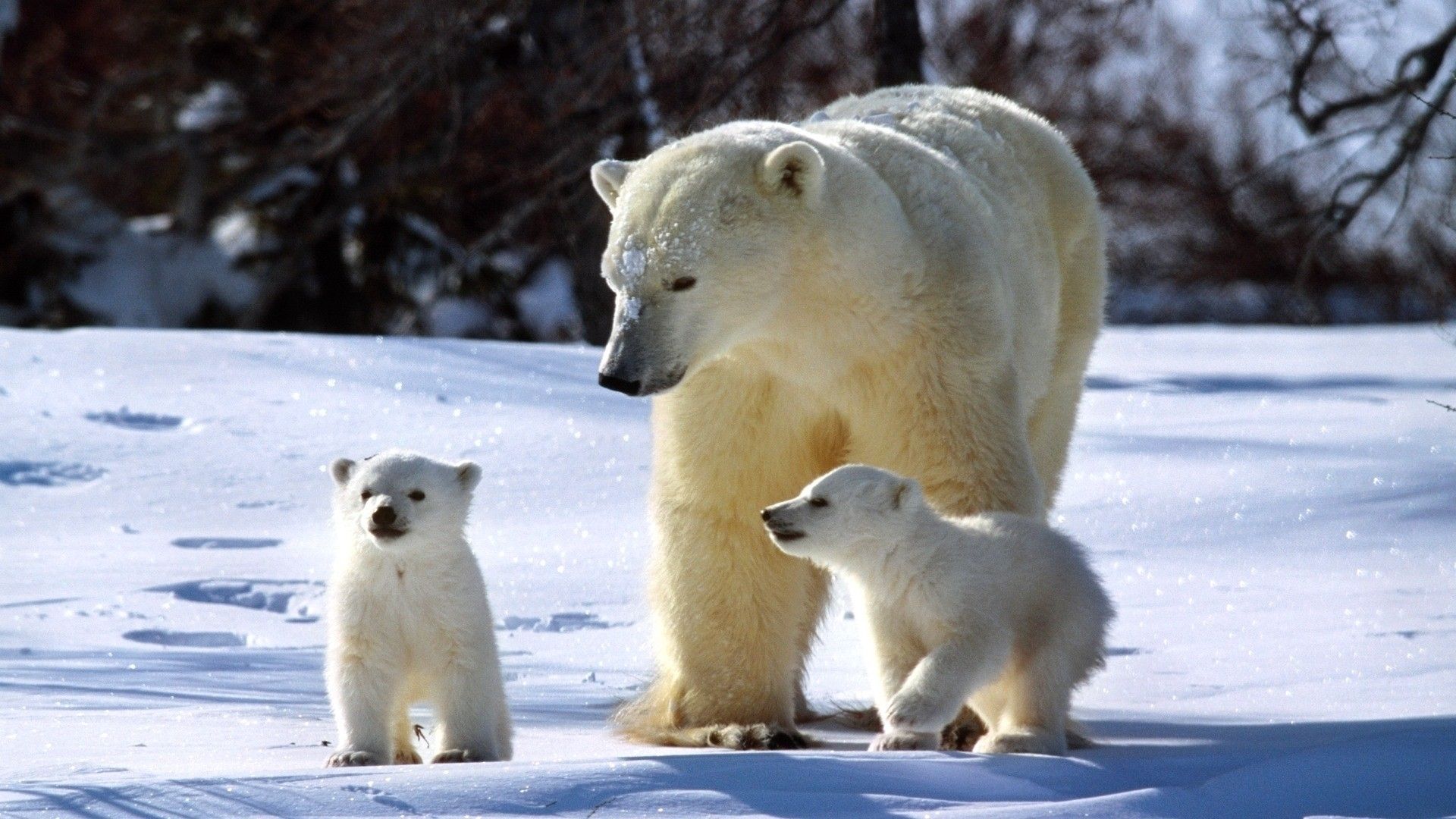 Wallpaper polar bears, snow, family, walk. Osos polares bebés, Fotos de osos, Cachorros de oso polar