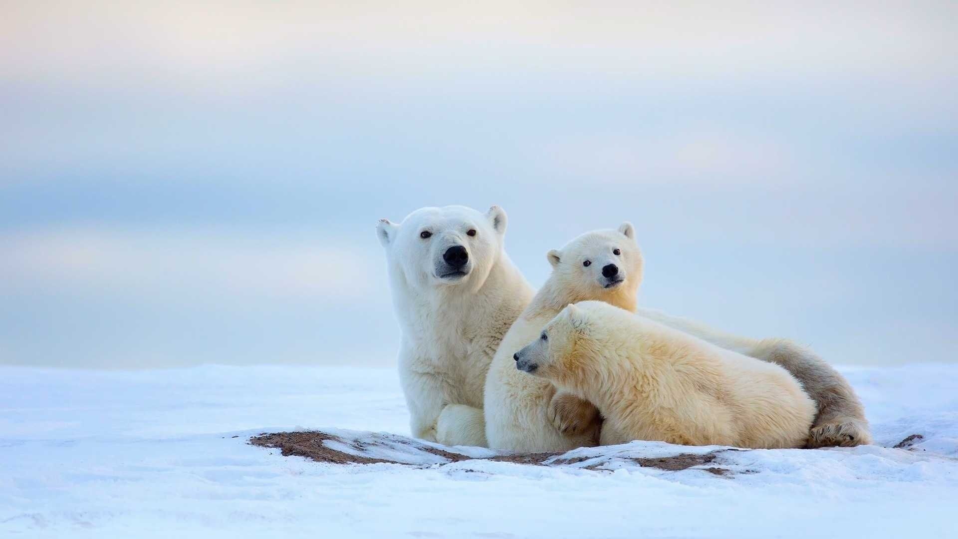Polar Bear Family HD Wallpaper. Background Imagex1080