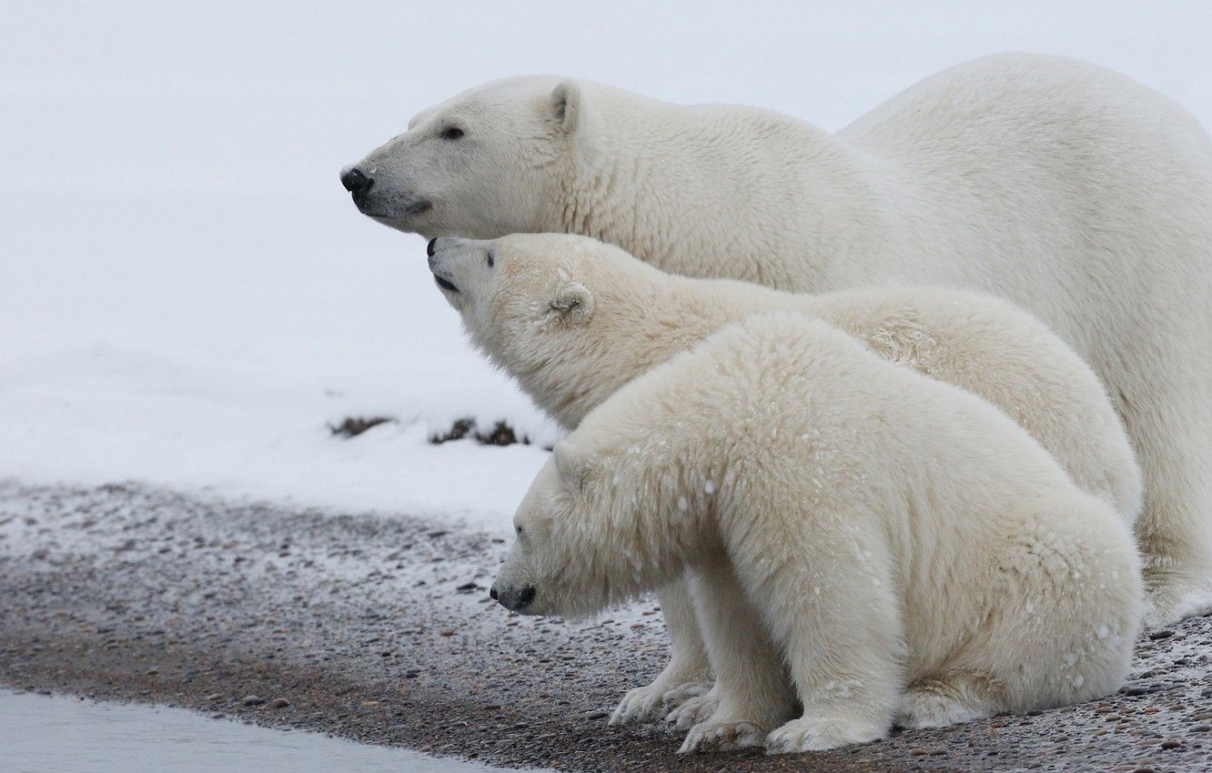 Wallpaper winter, animals, white, snow, nature, shore, bear, family, bears, three, white, bear, white, bears, polar bear, North image for desktop, section животные