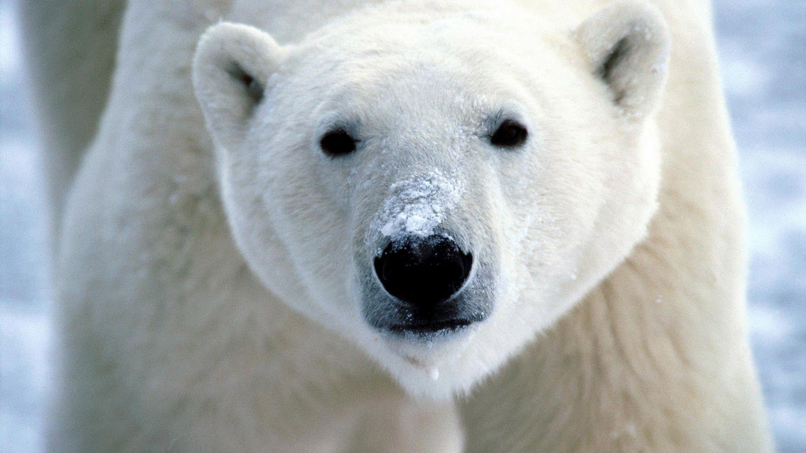 Polar Bear Wallpaper HD