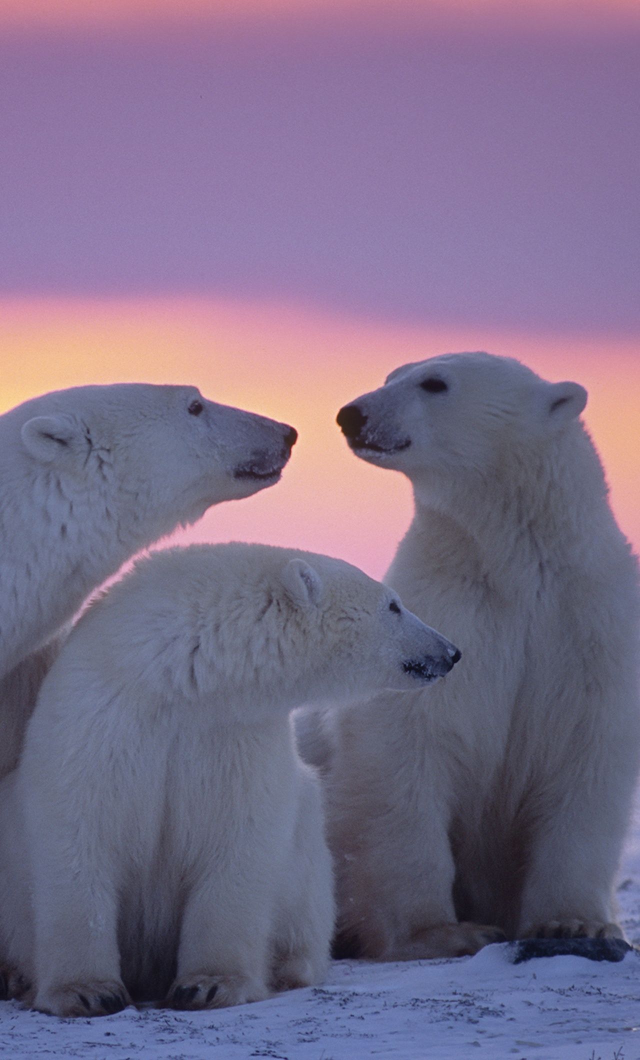 Polar Bear Family iPhone HD 4k Wallpaper, Image, Background, Photo and Picture