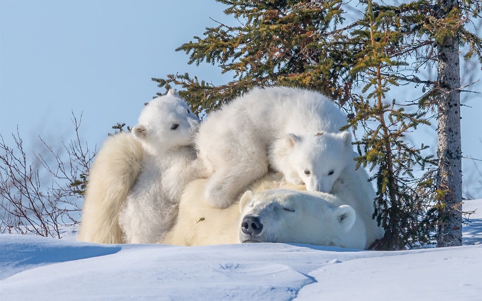 Polar Bear Family Wallpapers - Wallpaper Cave