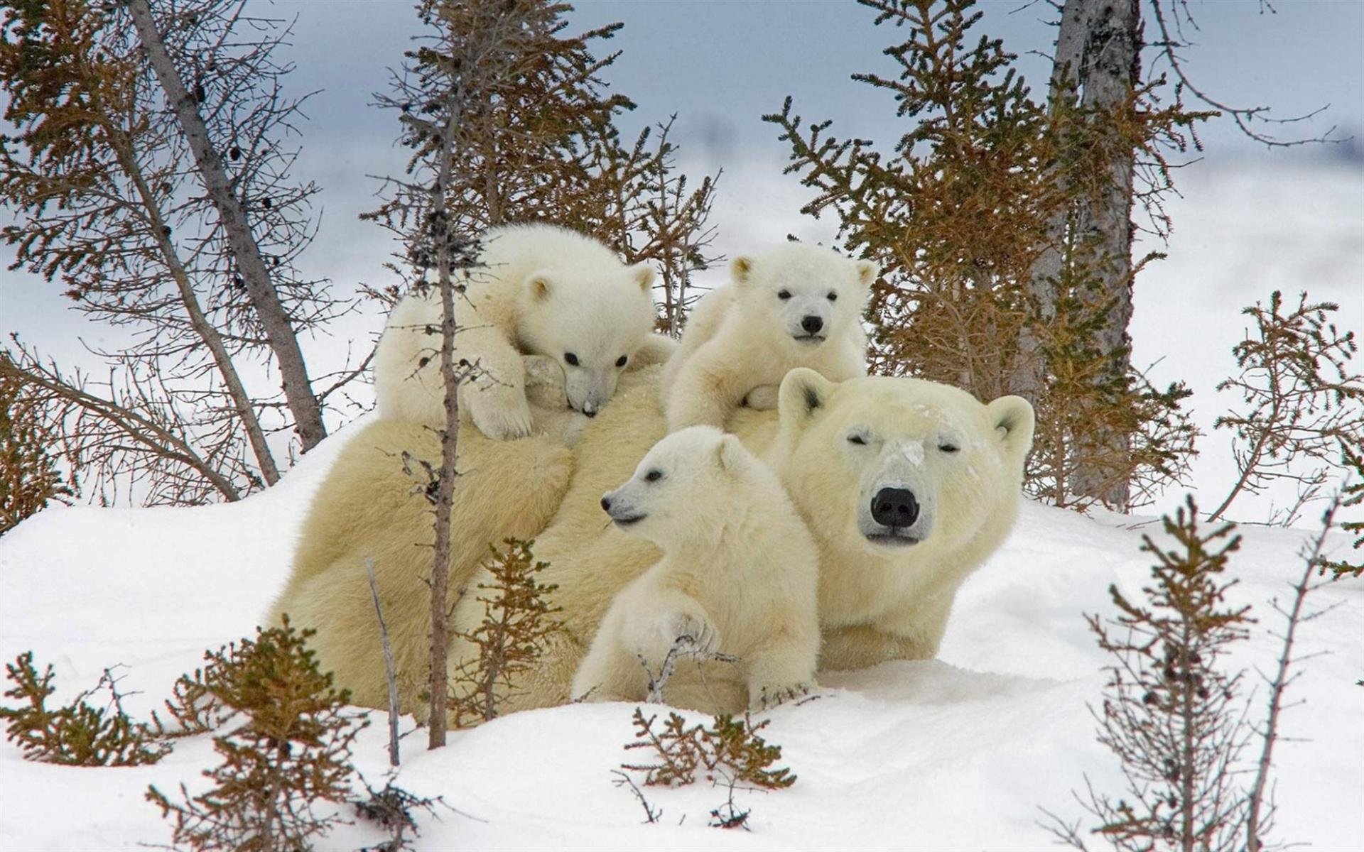 Download wallpaper polar bears, family, winter, snow, cubs, bear, Canada, Wapusk National Park for desktop with resolution 1920x1200. High Quality HD picture wallpaper