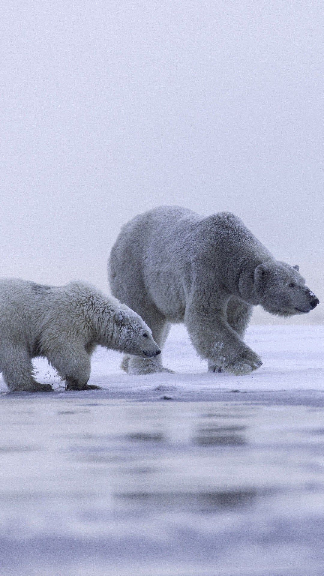 Alaska Polar Bear Family Ice Snow IPhone S Plus 1080x1920 Wallpaper Wp2601918 Wallpaper HD Desktop Wallpaper