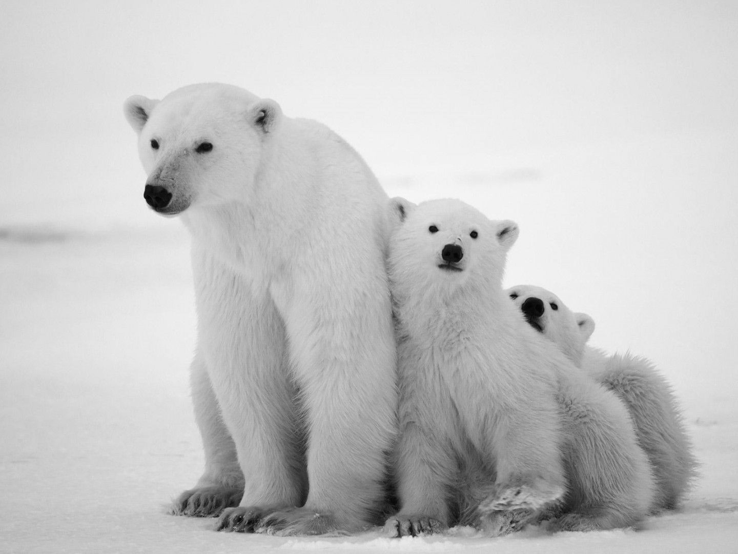 Polar Bear Family HD desktop wallpaper, Widescreen, High Definition