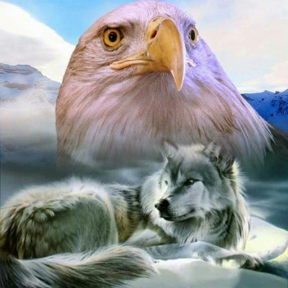 Eagles and Wolves Wallpaper Free Eagles and Wolves