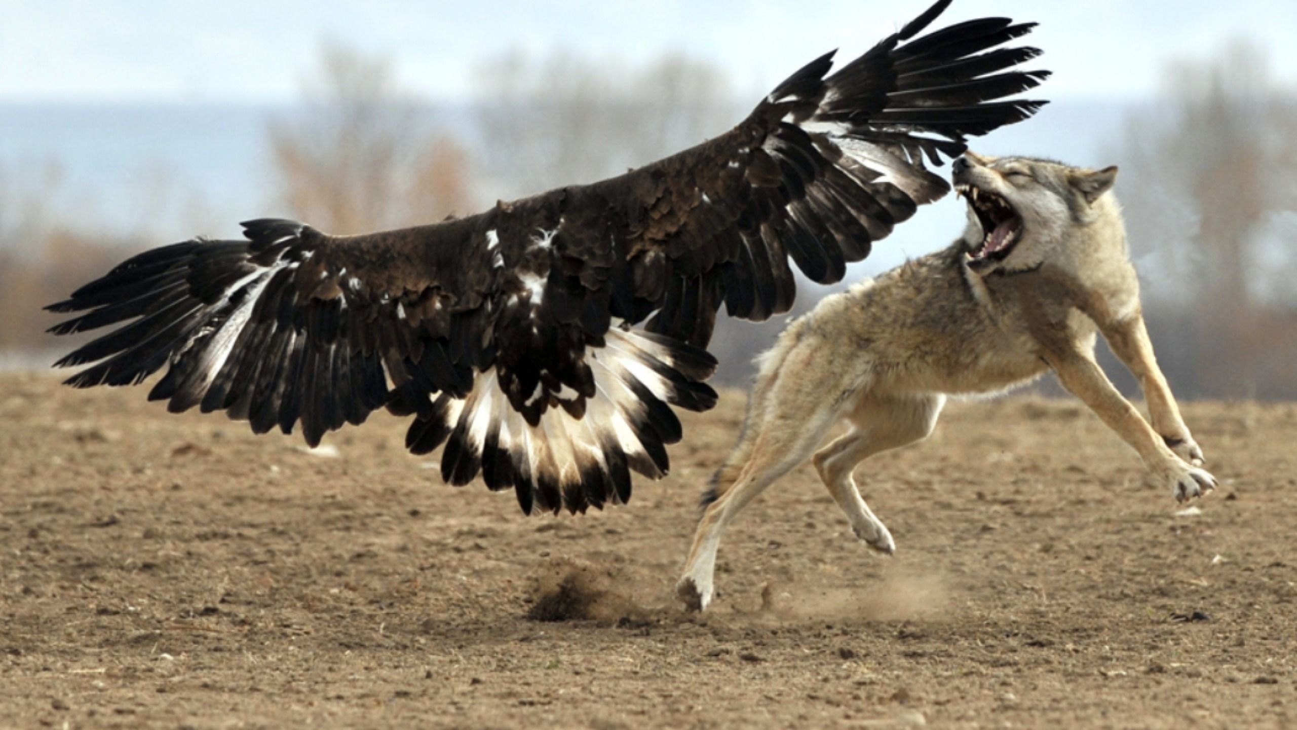 Нападение орлов. Охота Беркута на волка. Орел против волка. Белоголовый Орлан и волк.