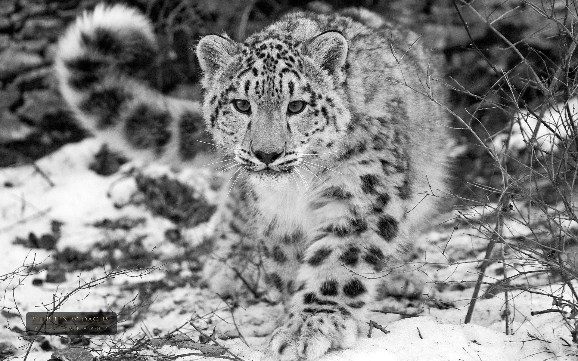 Snow Leopard Wallpaper Free Snow Leopard Background