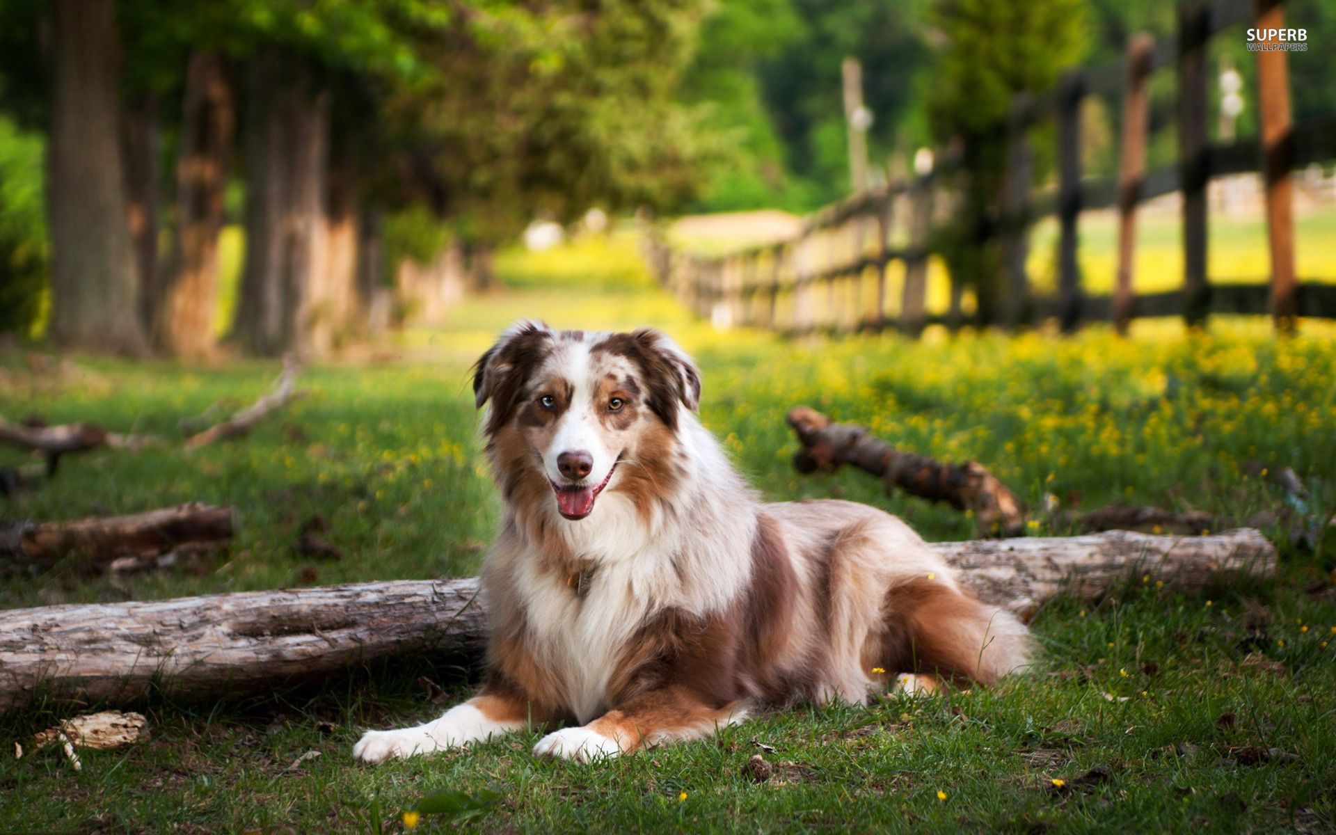 Australian Shepherd HD wallpaperx1200