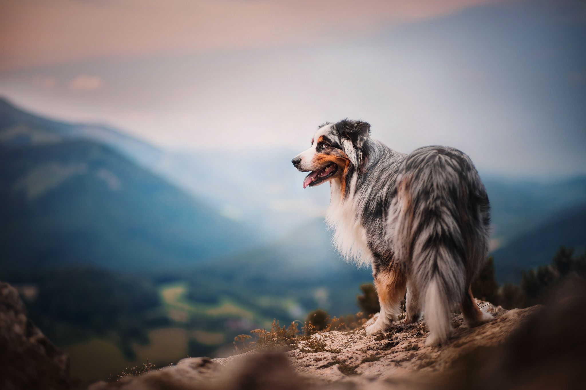 Australian Shepherd HD Wallpaper. Background Imagex1365