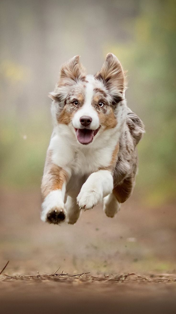 Australian Shepherd Running 4K Ultra HD Mobile Wallpaper. Shepherd dog breeds, Dog breeds, Australian shepherd dogs