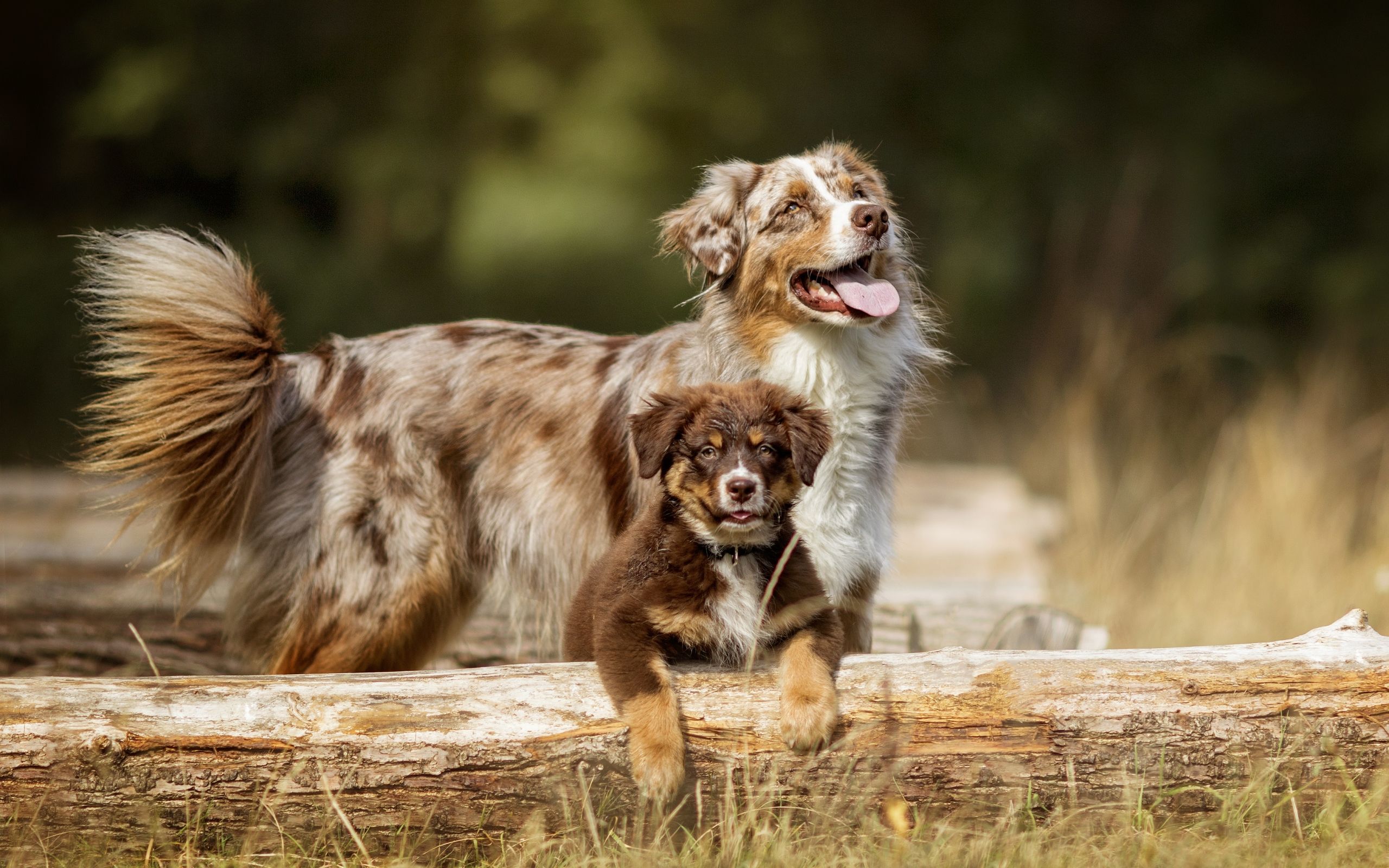Animal, Dog, Australian Shepherd, Puppy Wallpaper