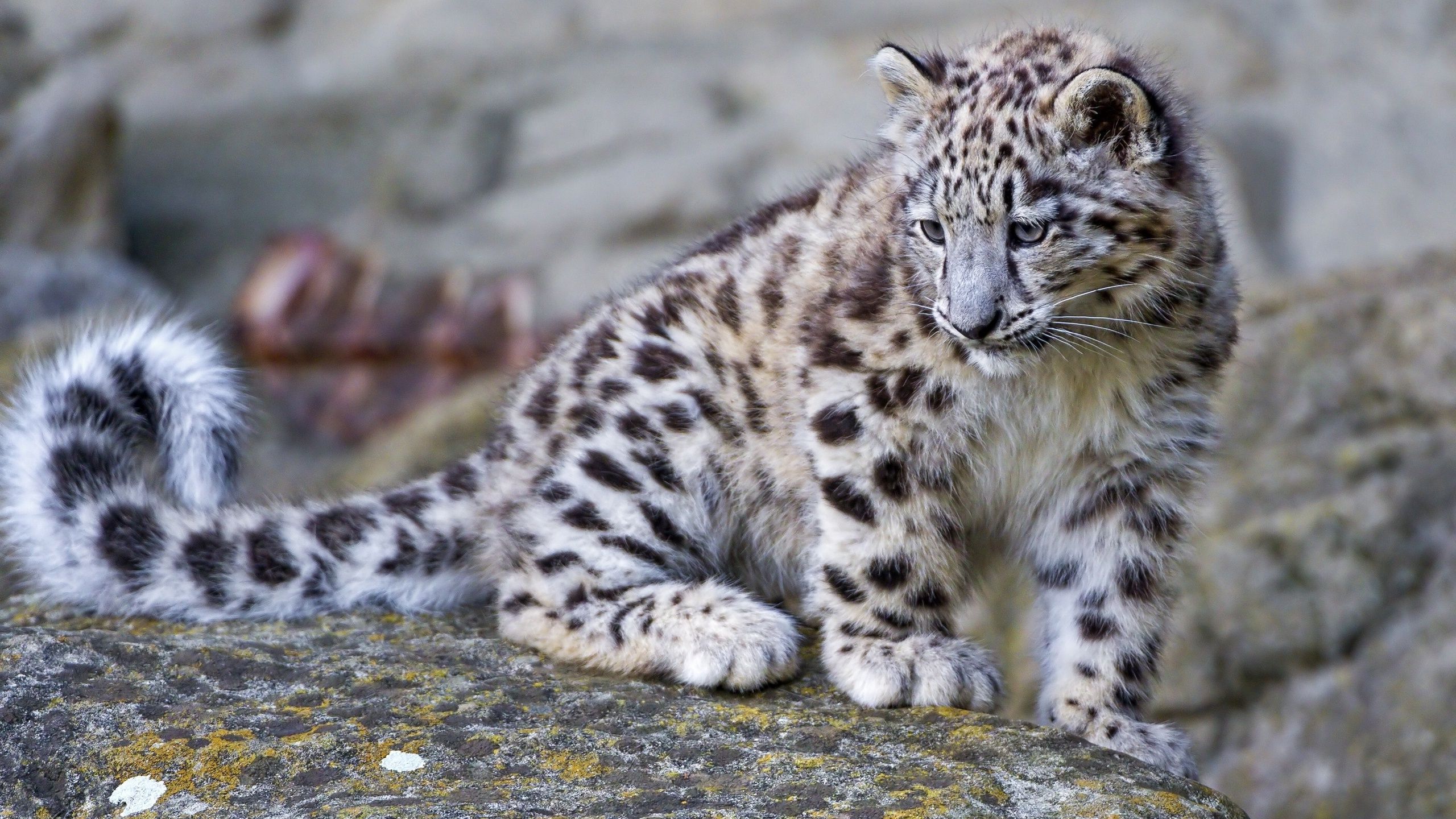 Baby Snow Leopard Wallpaper Free Baby Snow Leopard