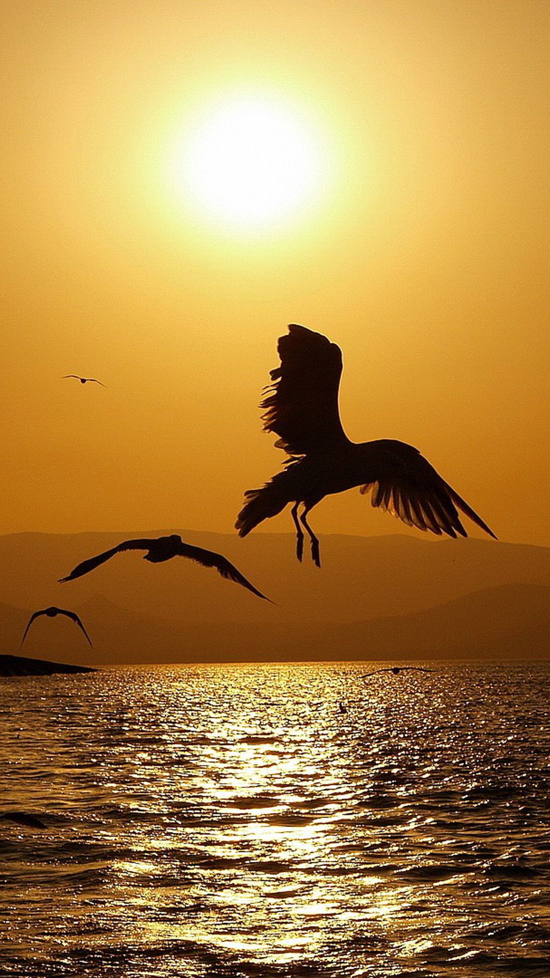 Perfect Sunset Seagull Android wallpaper HD wallpaper