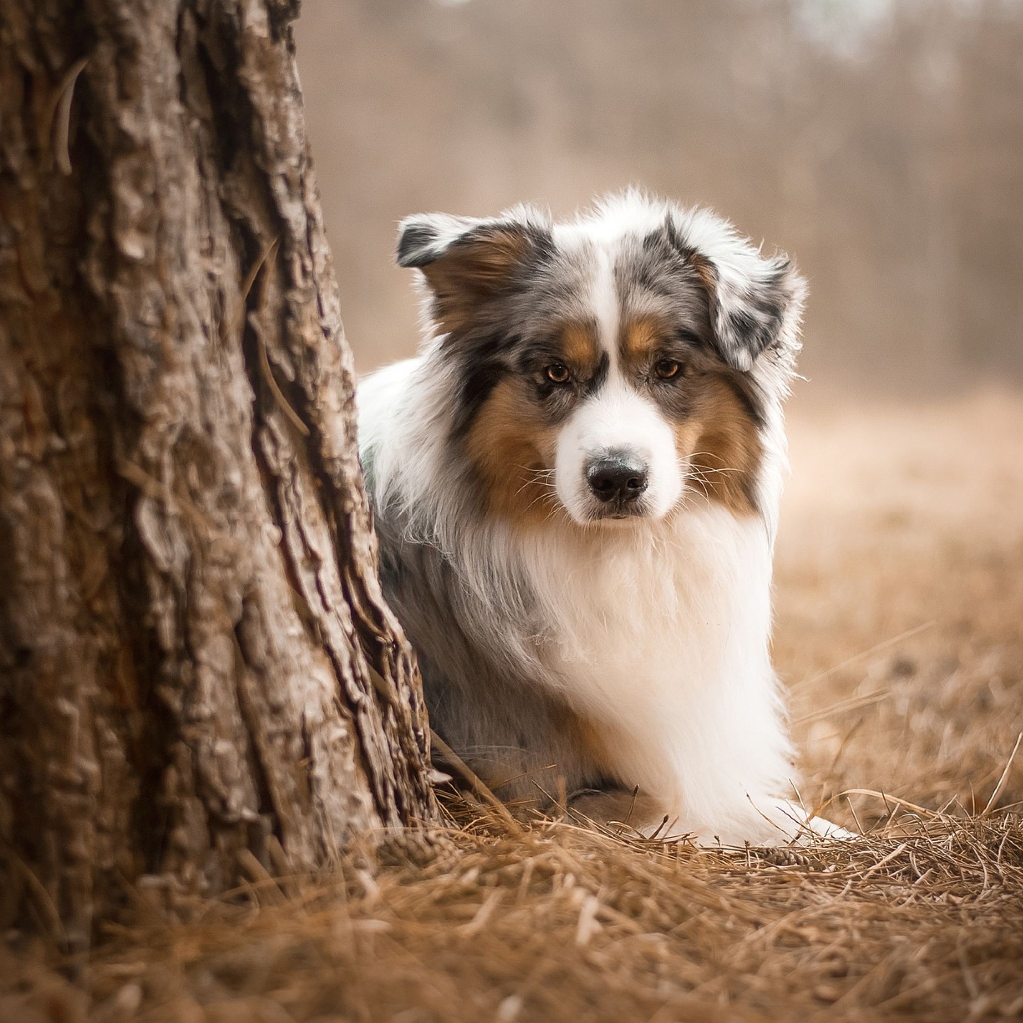 Australian Shepherd Dog iPad Air Wallpaper, HD Animals