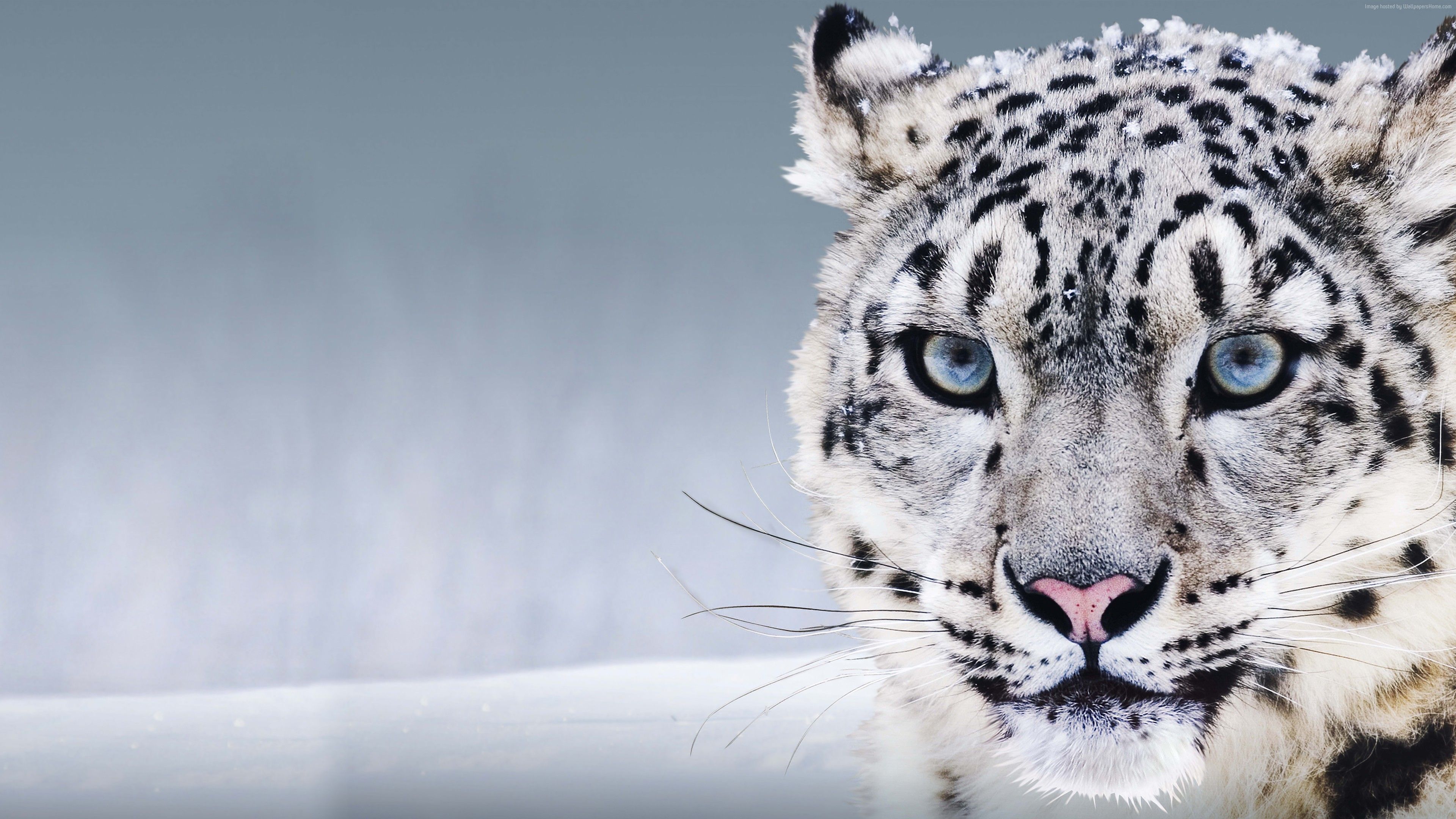 Snow Leopard With Blue Eyes Animal HD Wallpaper 3840x2160