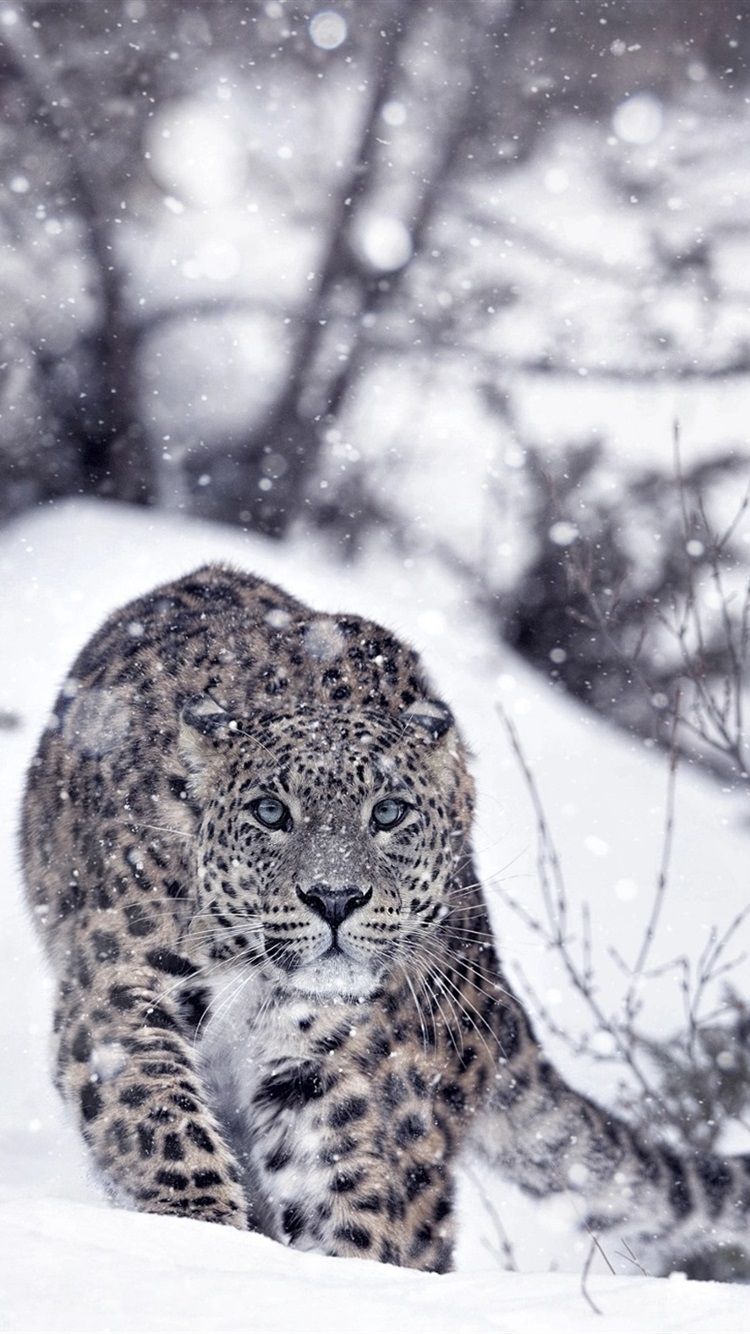 Snow Leopard Wallpaper iPhone