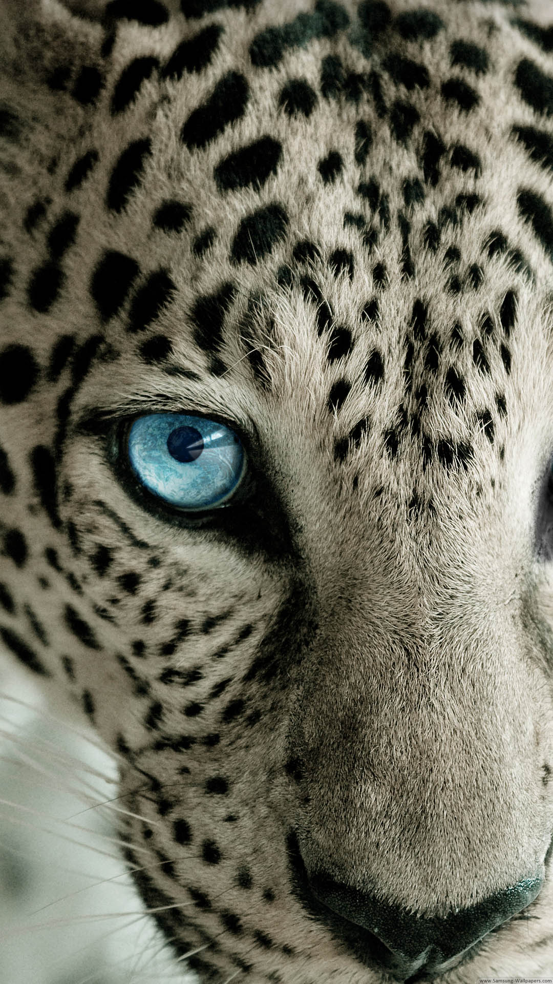 Snow Leopard Blue Eye iPhone 6 Plus HD Wallpaper HD