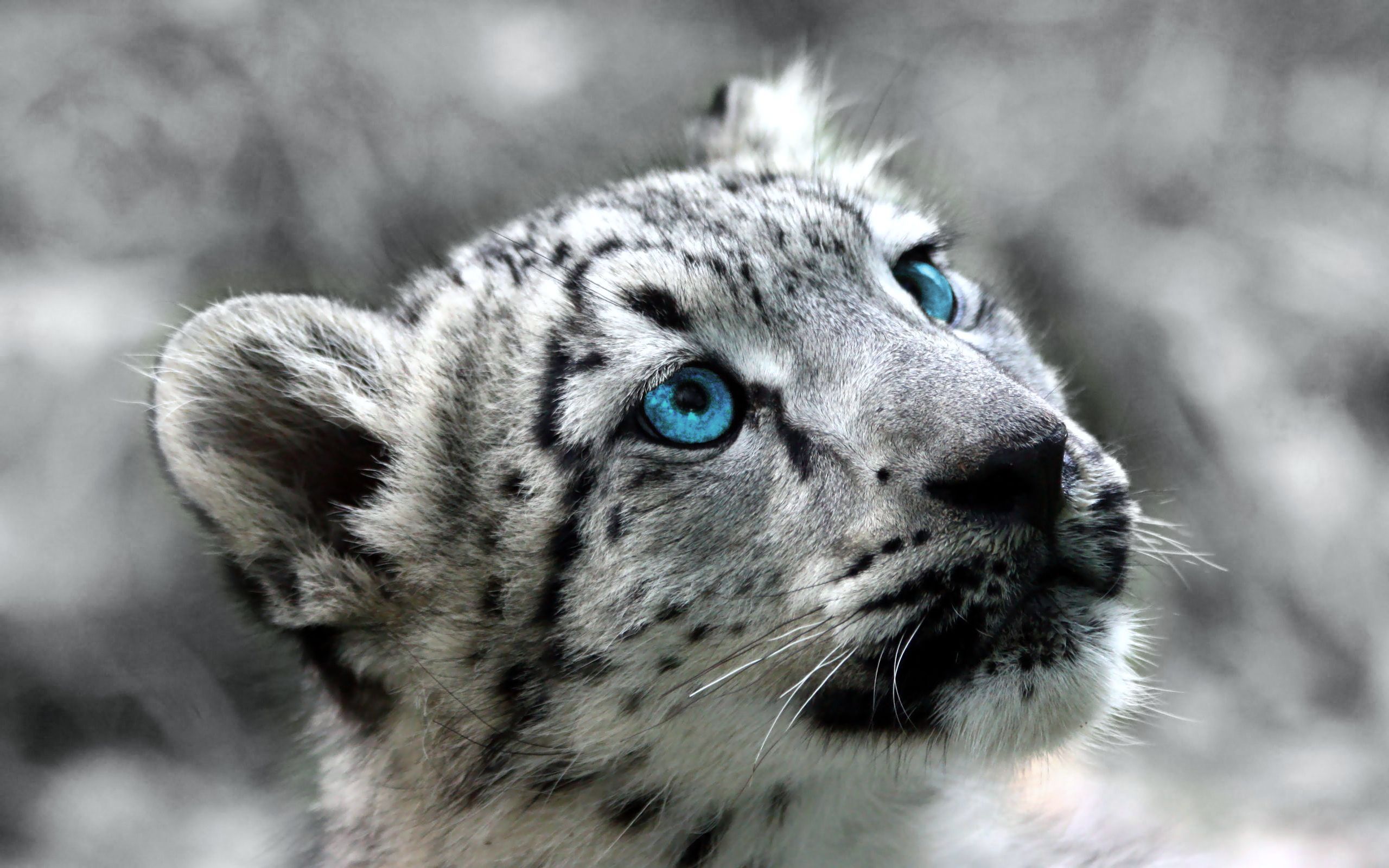 Snow Leopard HD Desktop Wallpaper. Snow leopard, Snow leopard