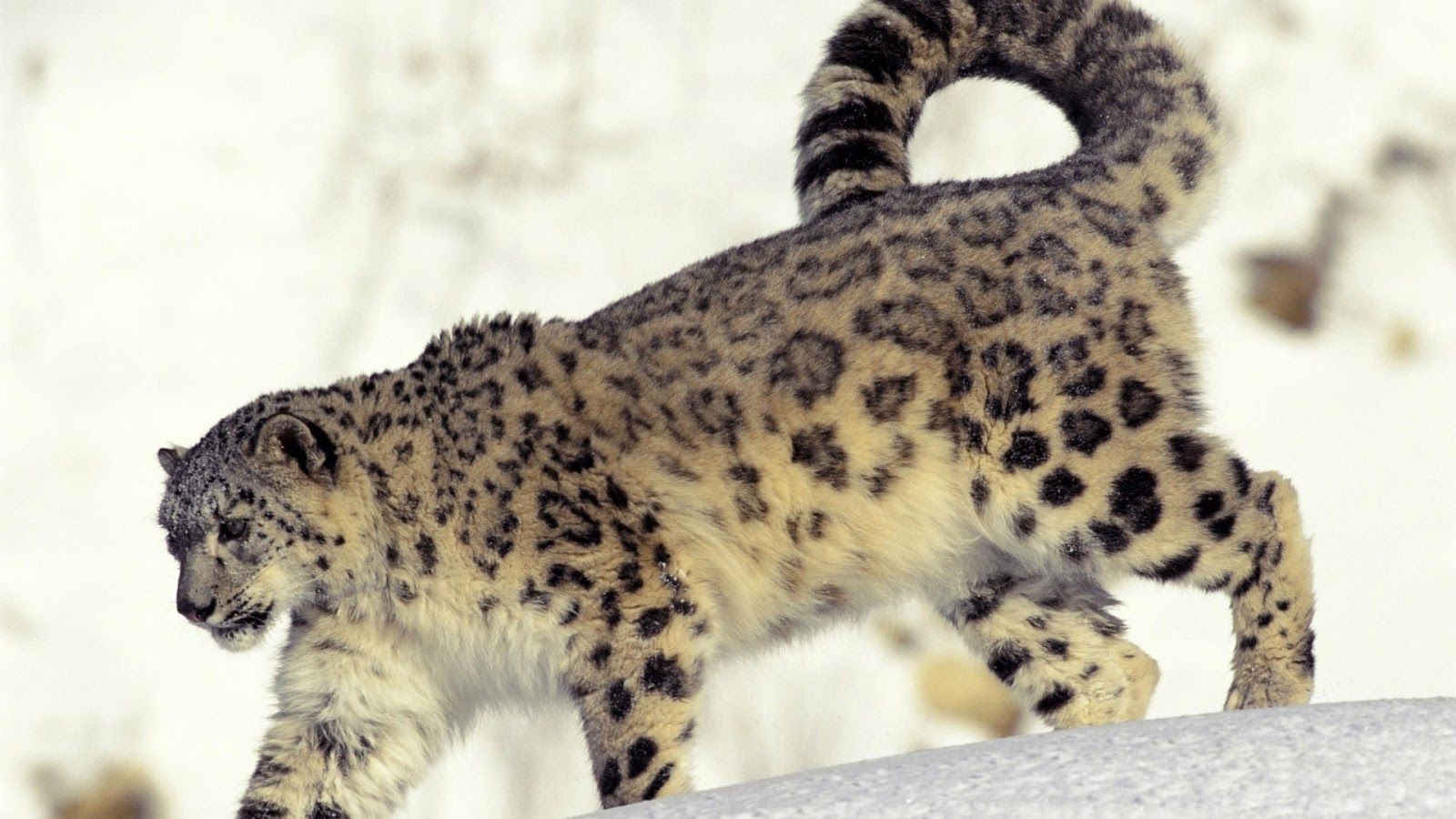 Awesome Snow Leopard HD Animal Wallpaper