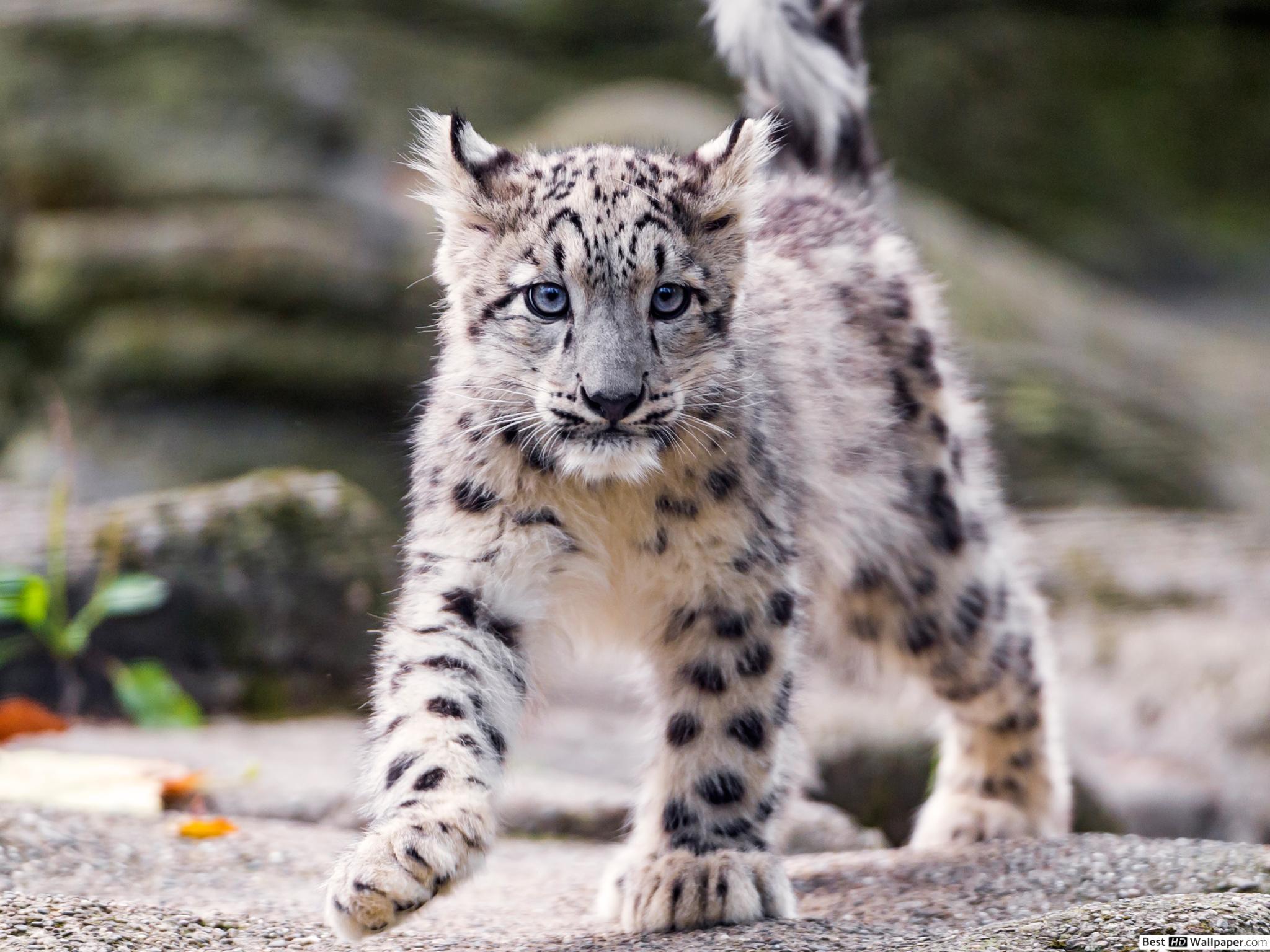 Young snow leopard HD wallpaper download