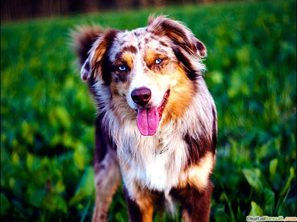 Australian Shepherd HD Wallpaper - Shepherd Dog HD Wallpaper