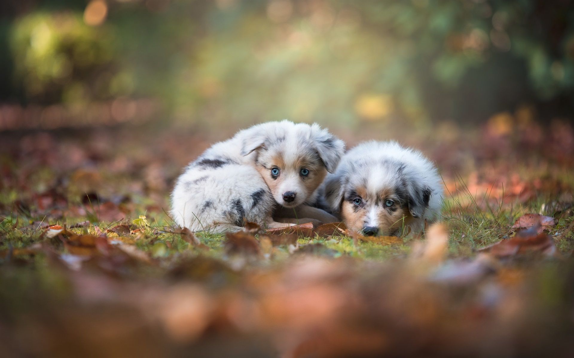 Wallpaper Australian shepherd, two cute puppies 1920x1200 HD