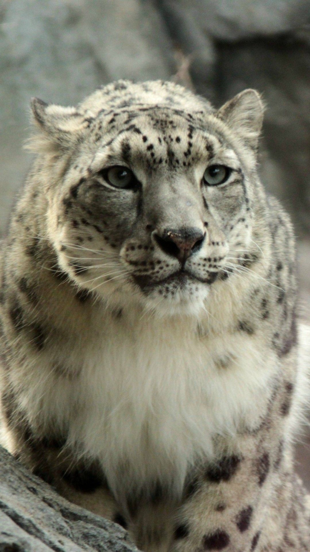 Animal Snow Leopard Cats Leopard Wallpaper iPhone