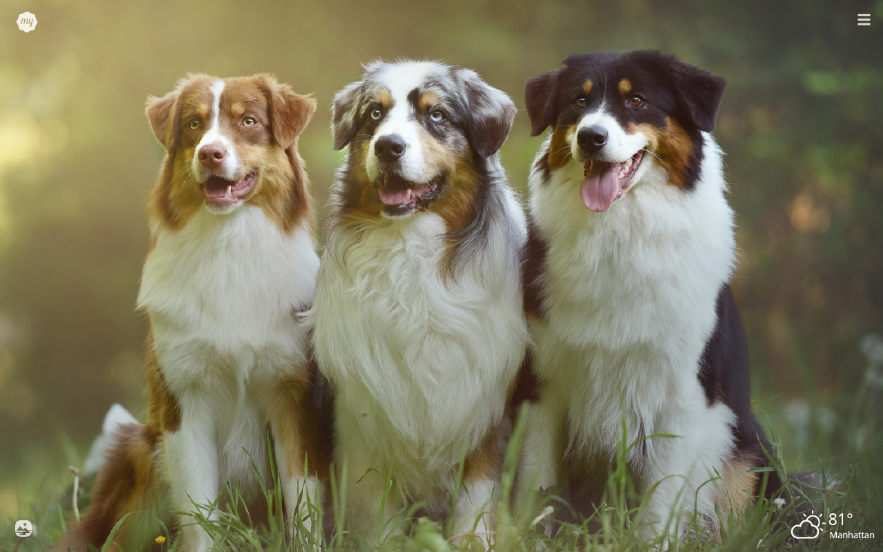My Australian Shepherd HD Wallpaper New Tab