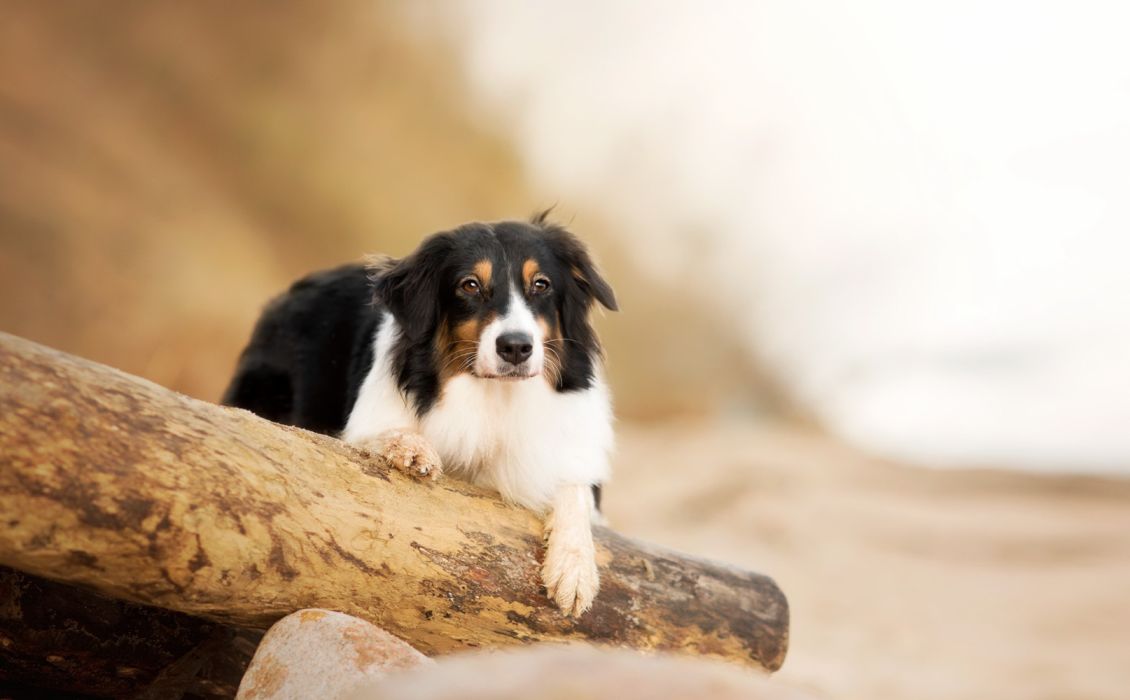 Australian Shepherd Depth Of Field Dog Pet HD wallpaper