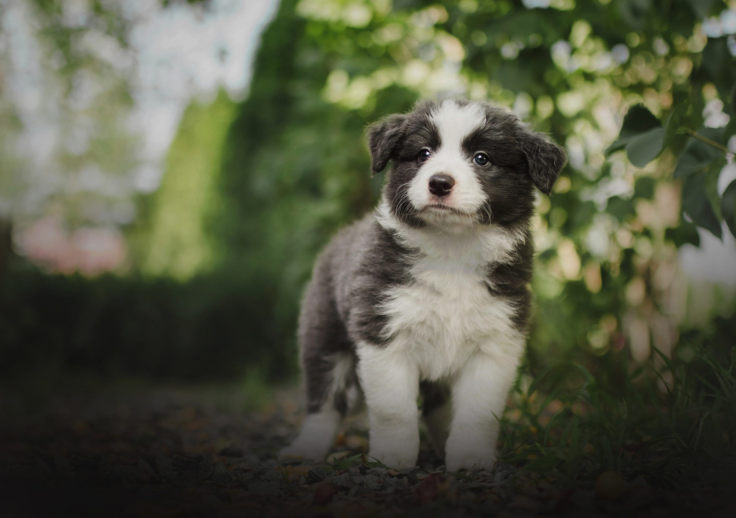 Australian Shepherd Wallpaper