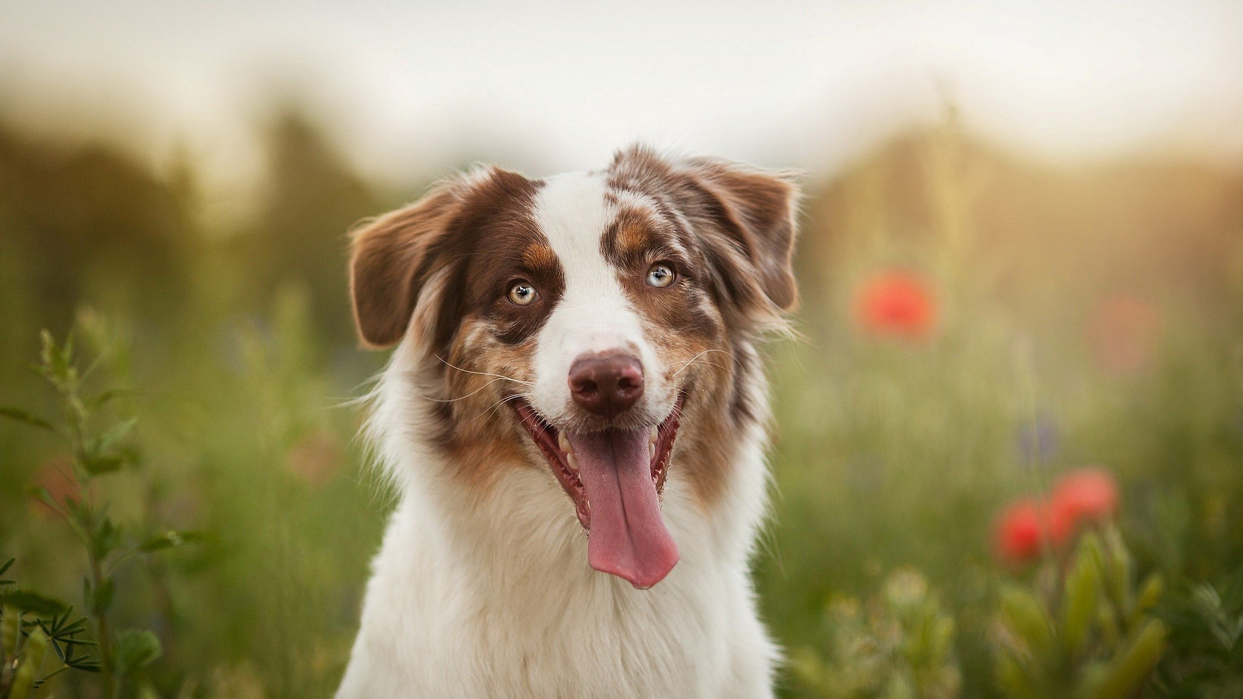 Australian Shepherd Dogs Wallpapers - Wallpaper Cave