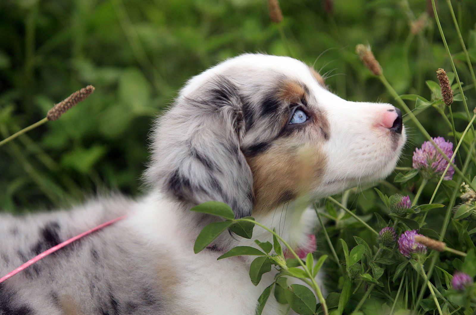 Free download Australian Shepherd Puppy Wallpaper 16001059 188573