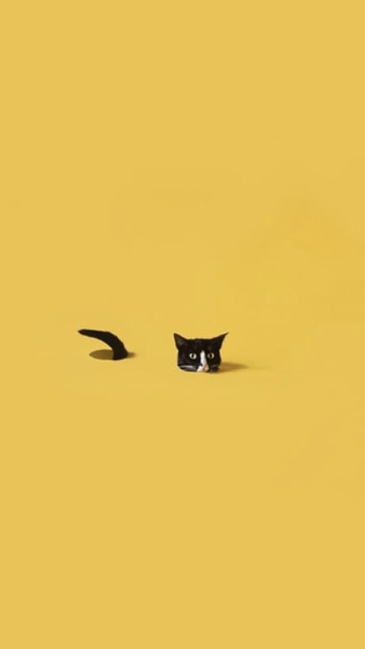 Aesthetic Black Wallpaper Cats Art  Wallpaperforu