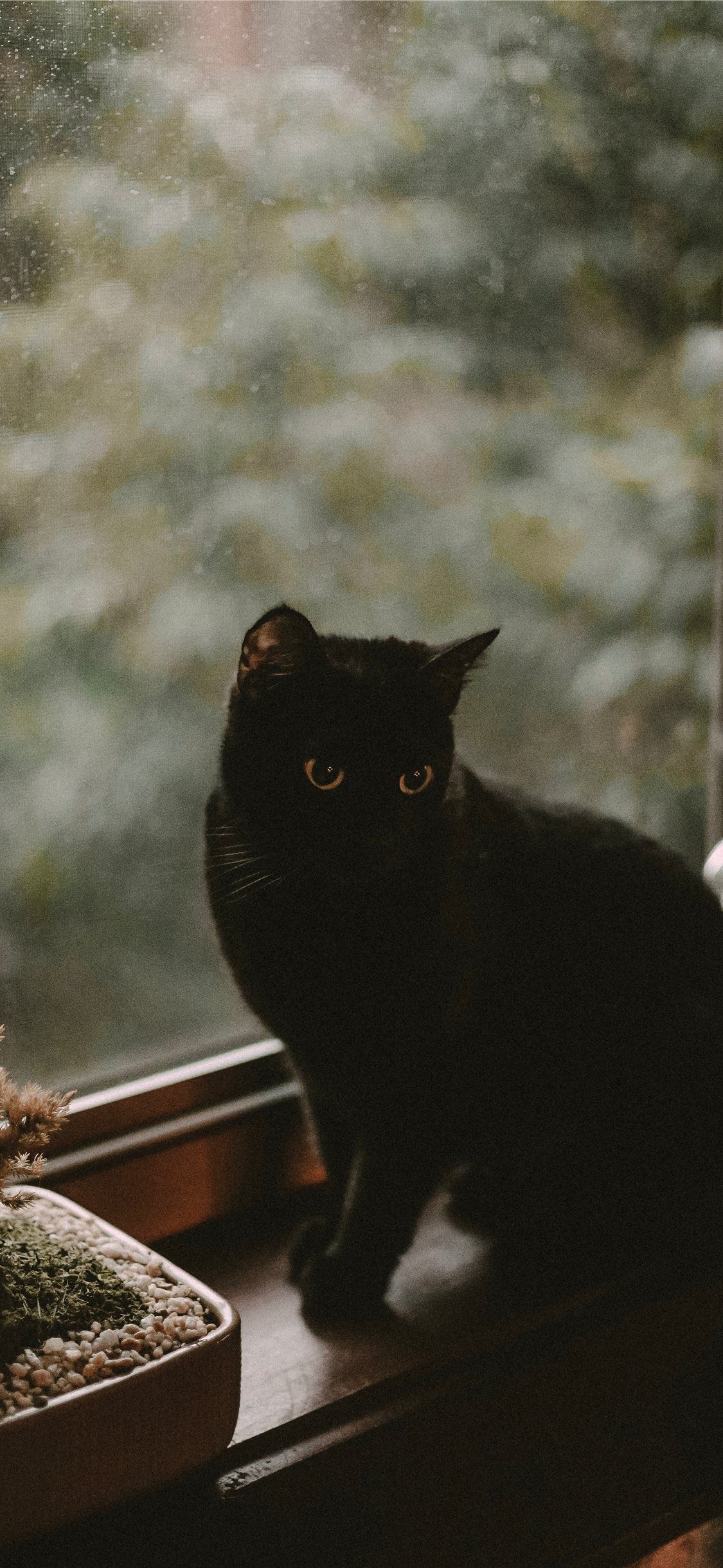 Best black cat iPhone X Wallpaper HD