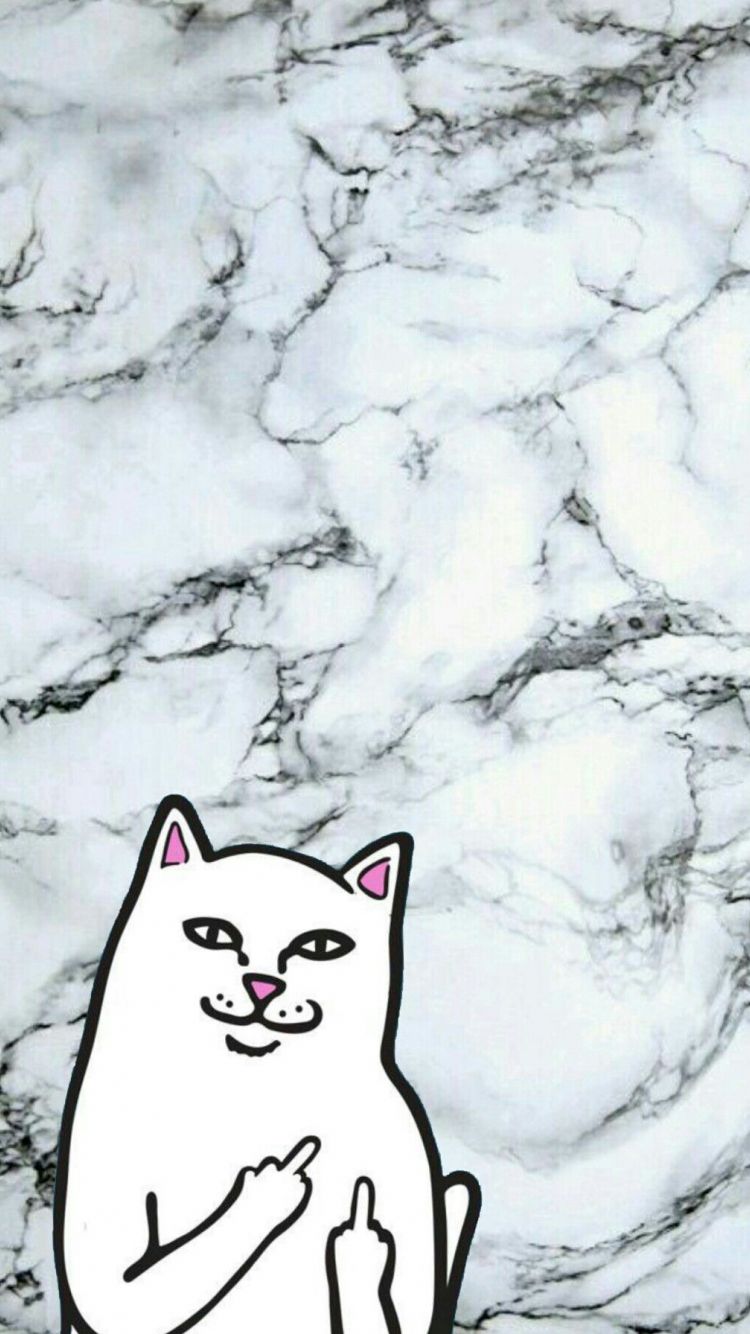 Free download Wallpapers Middle Finger Cat aesthetics covers wallpapers [1177x1792] for your Desktop, Mobile & Tablet