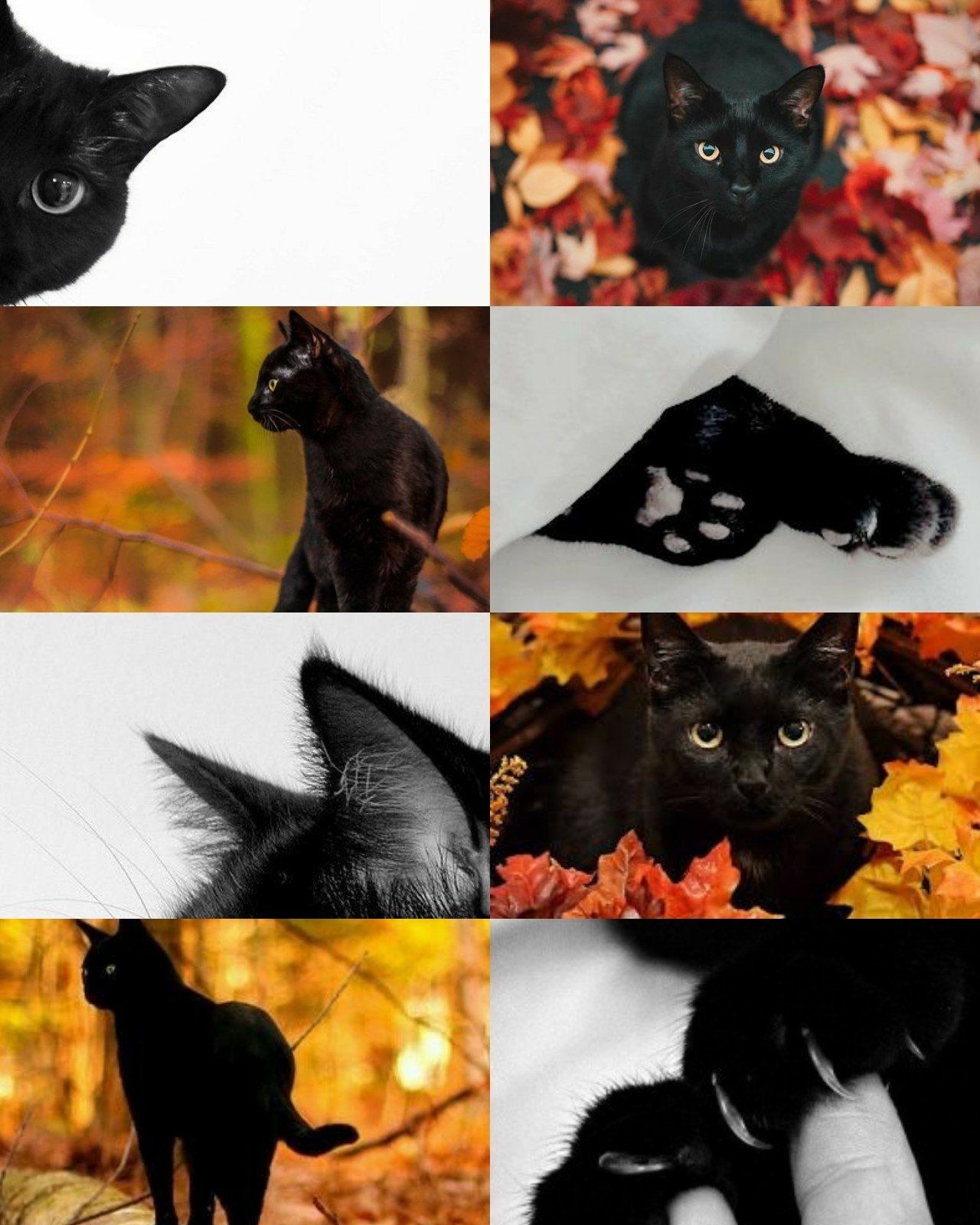 Black Cat Wallpaper Aesthetic