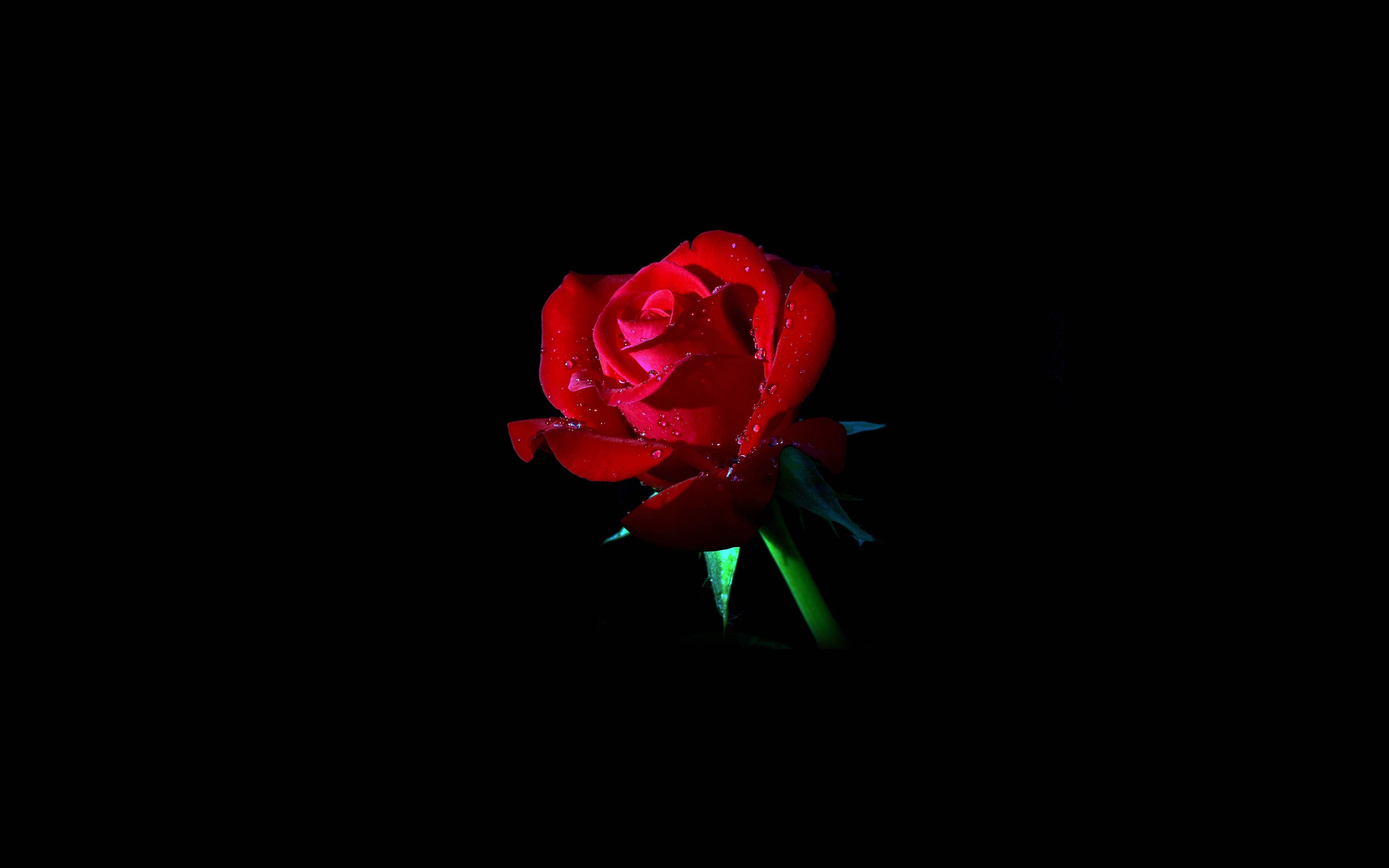 Red Rose Dark Flower Nature