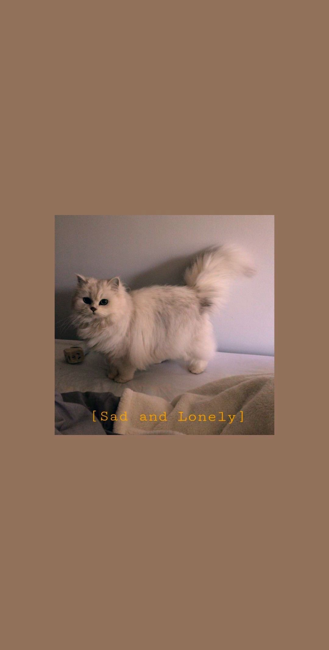 Download Cute Cat Aesthetic Lamb Head Towel Wallpaper  Wallpaperscom