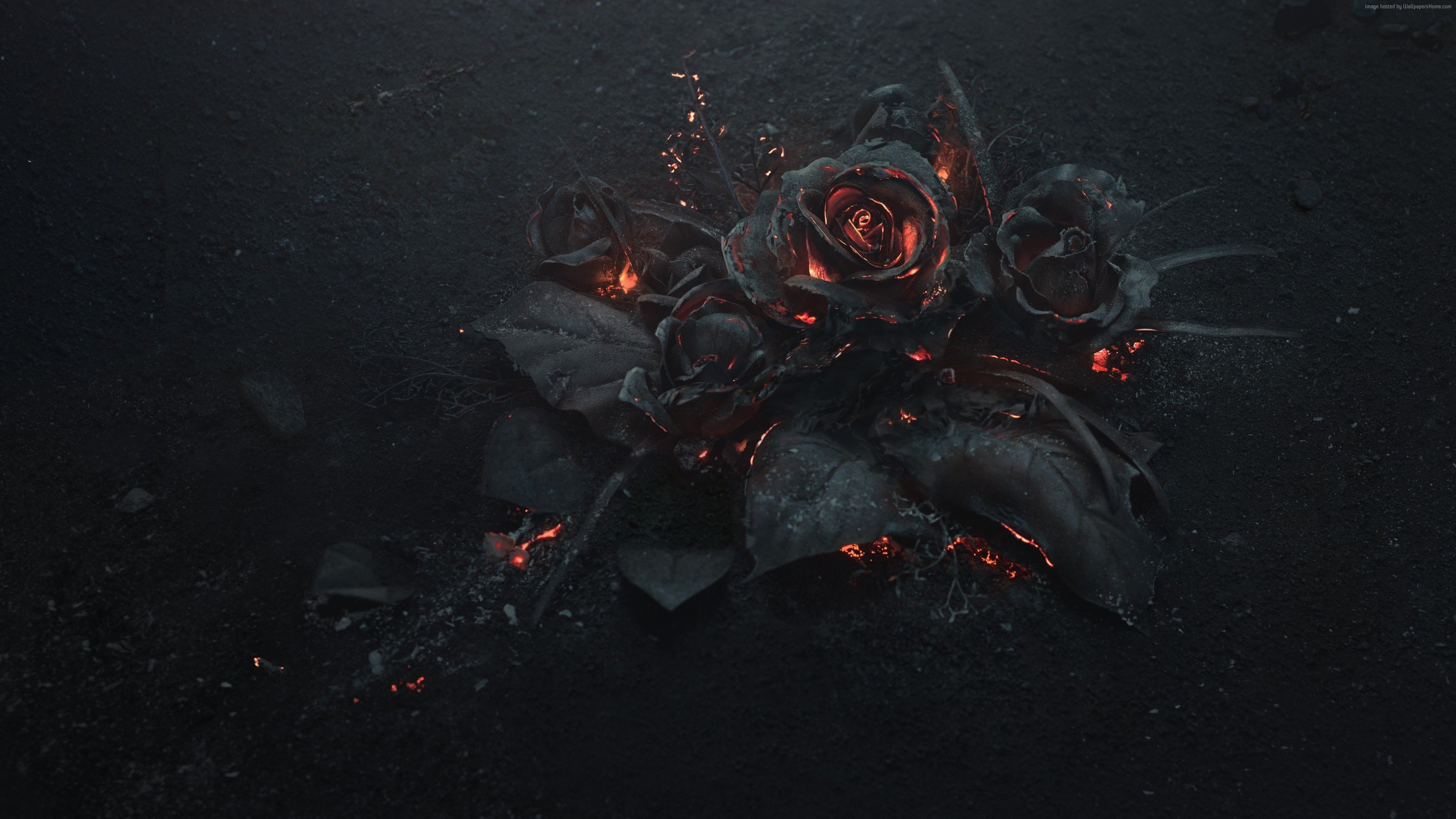 Stock Image rose, dark, 5K, Stock Image Wallpaper Download