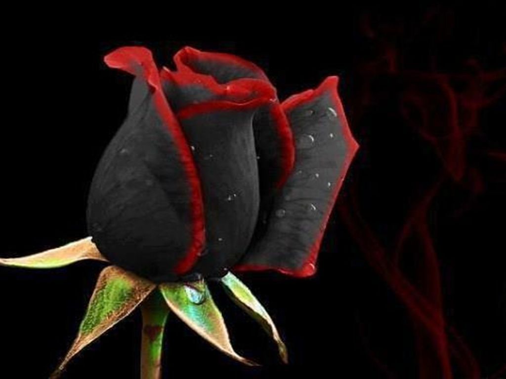 A black rose with a subtle glow on the petals. Beautiful flower bud 3D  illustration. Stock Illustration | Adobe Stock